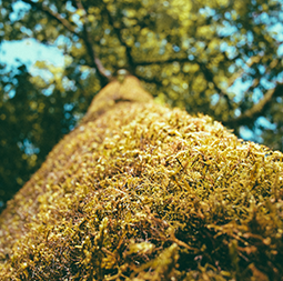 tree.png